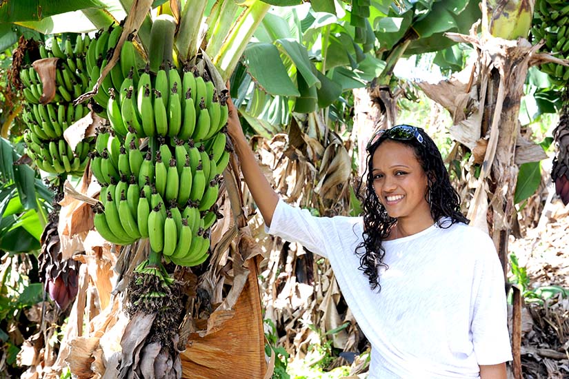 (Image) image Antilles Bananeraie as_116651665