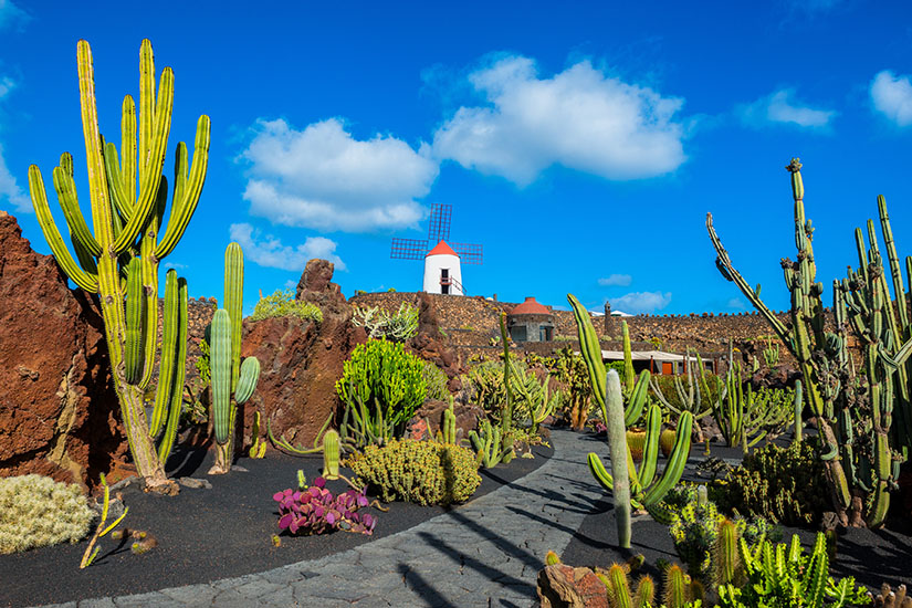 (Image) image Espagne Canaries Lanzarote Guatiza jardin de cactus as_164198842