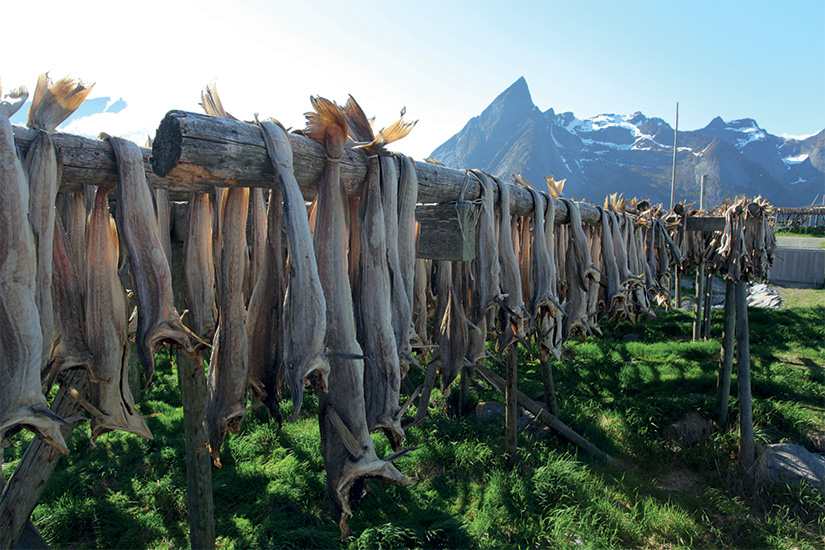 (Image) image 1 Morue sechee dans les Lofoten 36 it 517500237