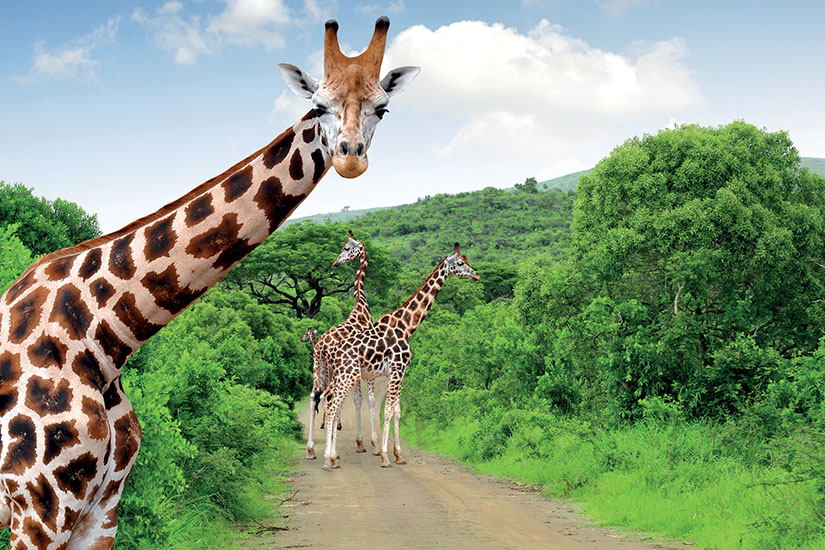 (Image) image Afrique du Sud girafes dans le Parc national Kruger is_178160586