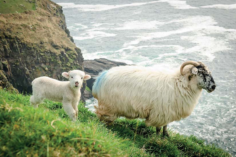 (Image) image Irlande Dingle Brebis et son agneau sur une falaise as_88920084