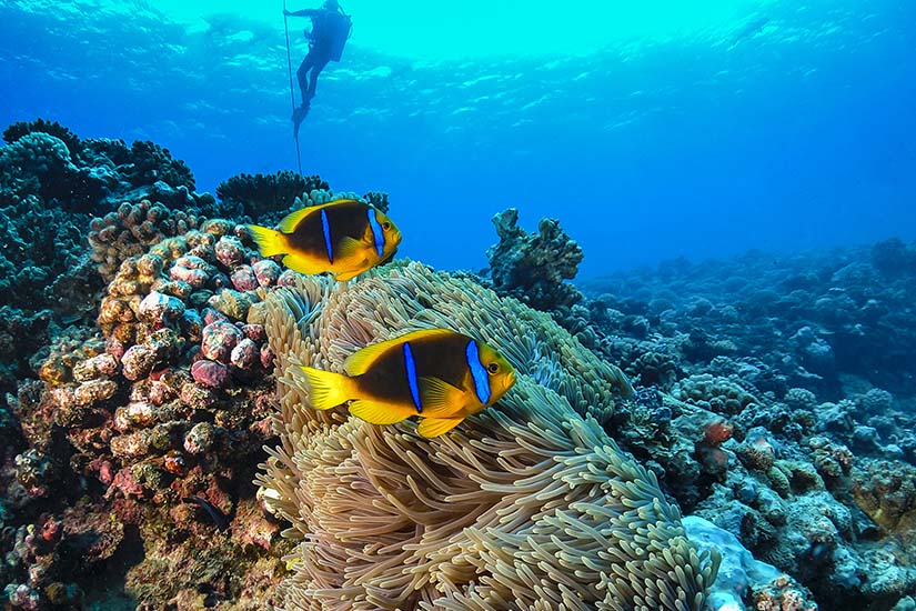 (Image) image Polynesie Francaise Barriere de corail is_488964009