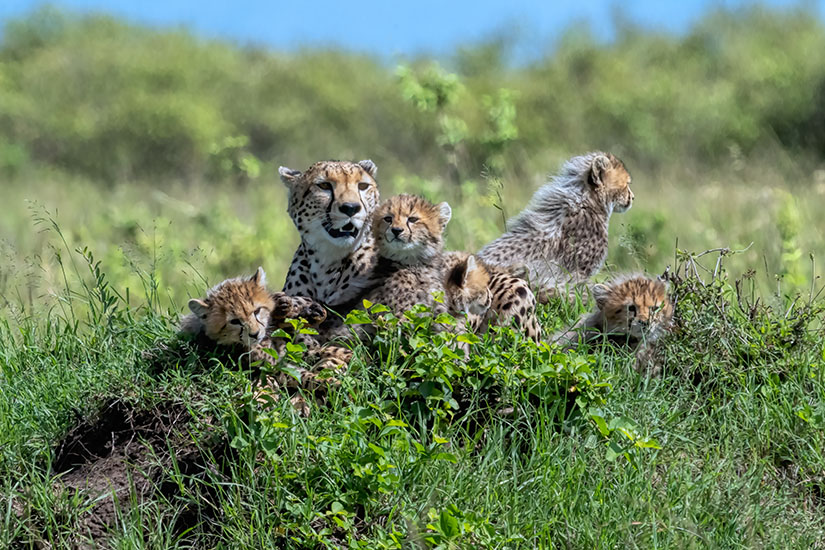 (Image) image Kenya reserve nationale du Masai Mara guepards it_1201763130