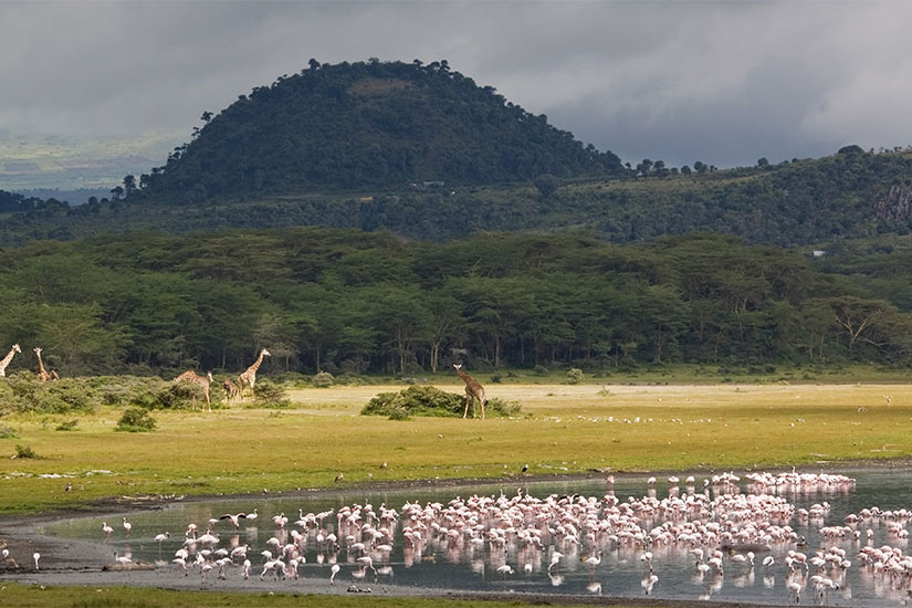 (Image) image Kenya Naivasha flamants roses et girafes it_186834224
