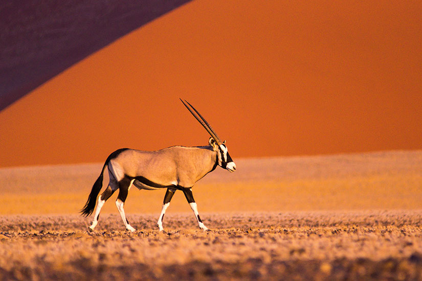 (Image) image Namibie Oryx Sossusvlei it