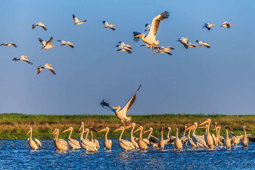 (Image) image Roumanie Delta Danube Pelican it